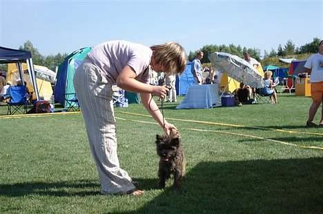 Cairn terrier Kennel Heros Knoch out - ja nu skal jeg nok komme men jeg skal jo også stå. billede 5