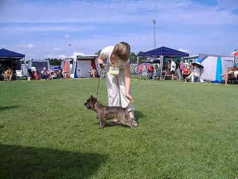 Cairn terrier Kennel Heros Knoch out - se mig se mig se mig står jeg ikke pænt hva?? billede 6