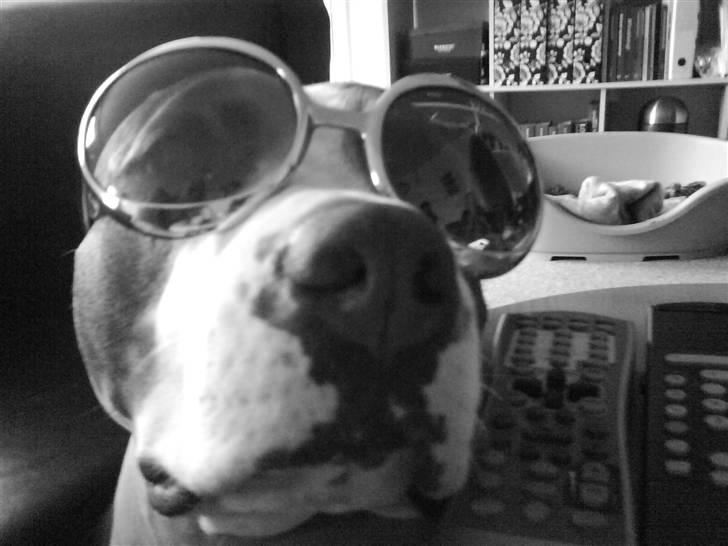 Amerikansk staffordshire terrier Tjily billede 1