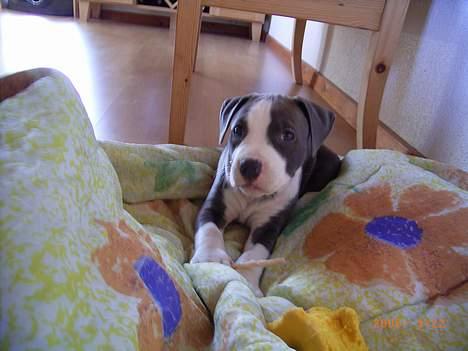 Amerikansk staffordshire terrier Tjily billede 2