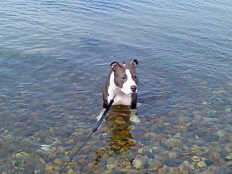 Amerikansk staffordshire terrier Tjily billede 3