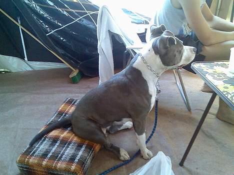 Amerikansk staffordshire terrier Tjily billede 4