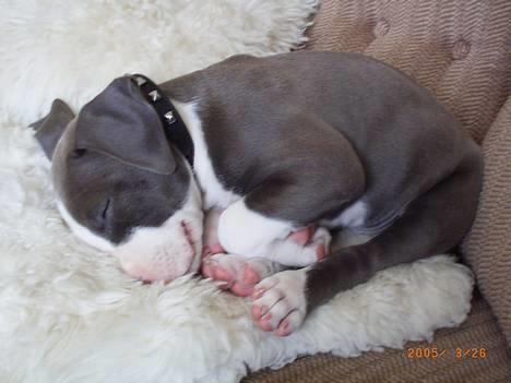 Amerikansk staffordshire terrier Tjily billede 5