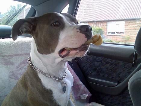 Amerikansk staffordshire terrier Tjily billede 6