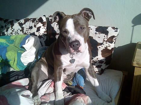 Amerikansk staffordshire terrier Tjily billede 7