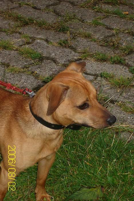 Blanding af racer Pjevs *Ny ejer* billede 1