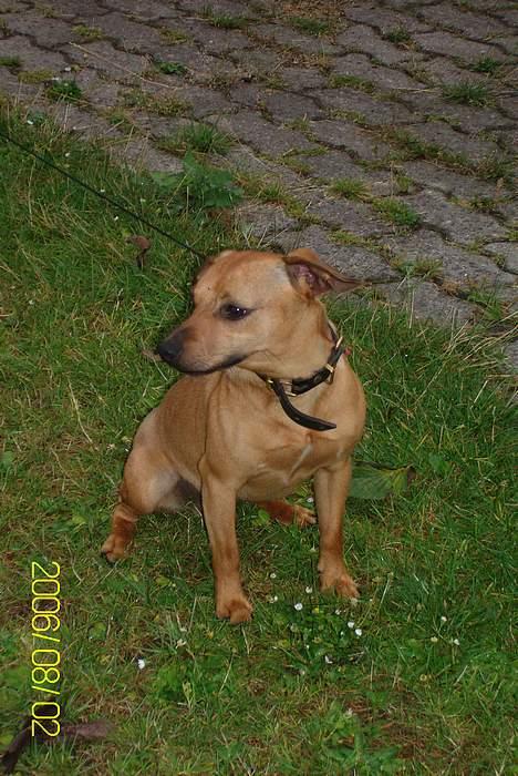 Blanding af racer Pjevs *Ny ejer* billede 2