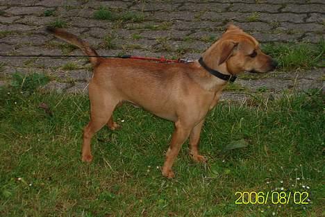 Blanding af racer Pjevs *Ny ejer* billede 3