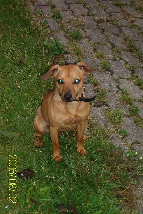 Blanding af racer Pjevs *Ny ejer* billede 4