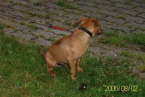 Blanding af racer Pjevs *Ny ejer* billede 5