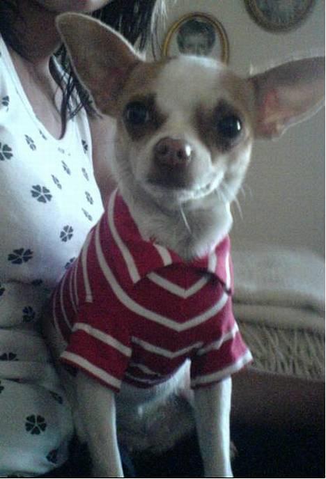 Chihuahua Chanel billede 1