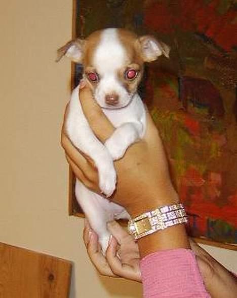 Chihuahua Chanel billede 2