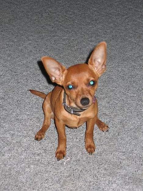 Chihuahua Carla - Carla med utroligt skinnende øjne. billede 1