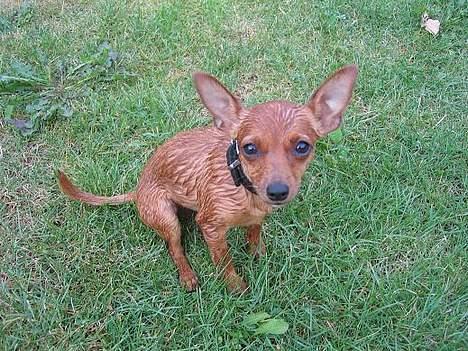 Chihuahua Carla - Lille våde Carla. Har været i badebasin, det kunne hun ikke lide. billede 2