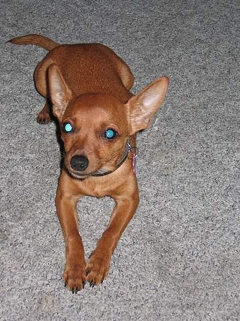 Chihuahua Carla - Carla billede 3