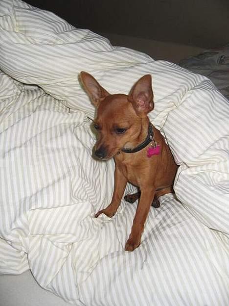 Chihuahua Carla - Trætte Carla. Putter i Mies seng. billede 5