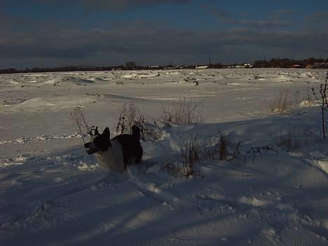 Blanding af racer Husky/Samojed - Ian ***RIP*** billede 5
