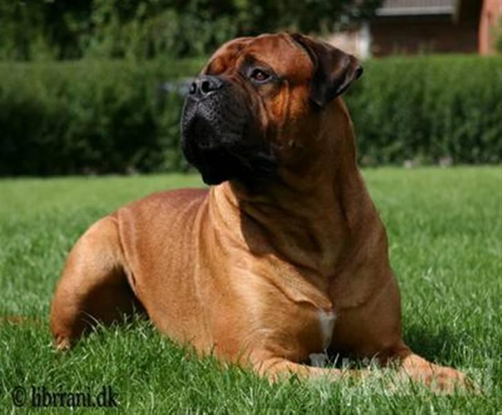 Bullmastiff Bertil - Så stor er jeg nu  billede 1