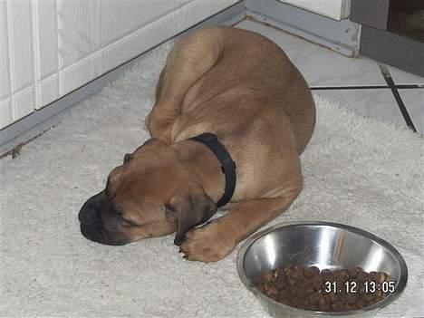 Bullmastiff Bertil - mæt og træt  billede 3
