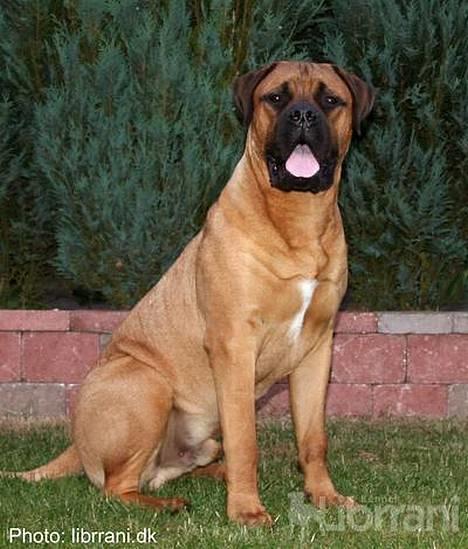 Bullmastiff Bertil - har alle set mig ?? billede 4