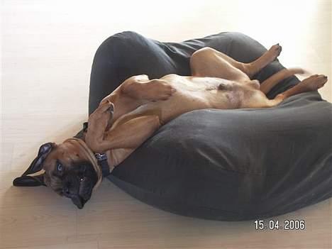 Bullmastiff Bertil - stille jeg sover lige så godt.  billede 5