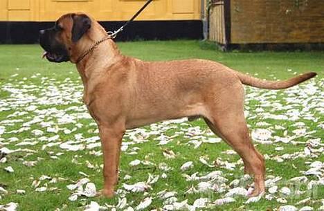Bullmastiff Bertil - Er det sådan man skal stå før en dommer kan lide en??...hmmmm.. billede 6