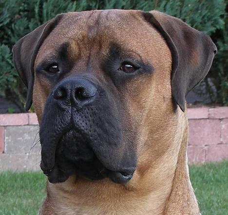 Bullmastiff Bertil billede 7