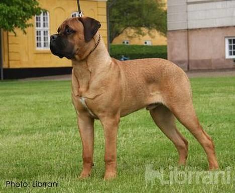 Bullmastiff Bertil billede 8
