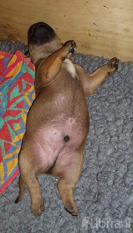 Bullmastiff Bertil - Hvem sagde tyk?? billede 9