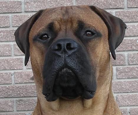 Bullmastiff Bertil - PYHA.. Det er hårdt at være fotomodel..  billede 10