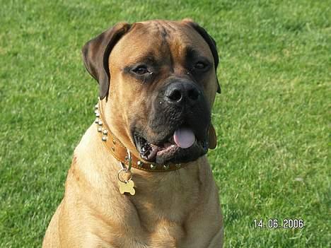 Bullmastiff Bertil billede 11