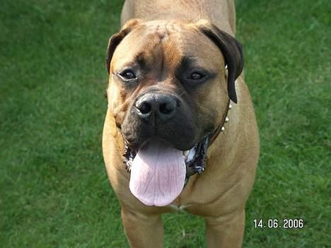 Bullmastiff Bertil billede 12
