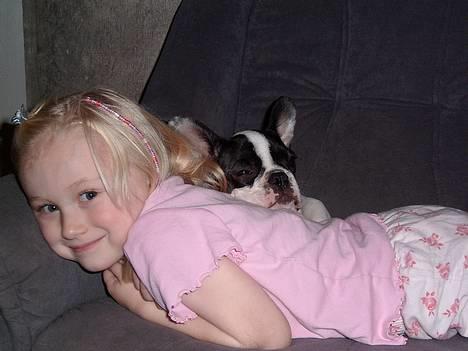 Fransk bulldog Hailie *Død* billede 12