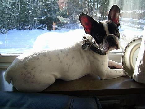 Fransk bulldog Hailie *Død* billede 13