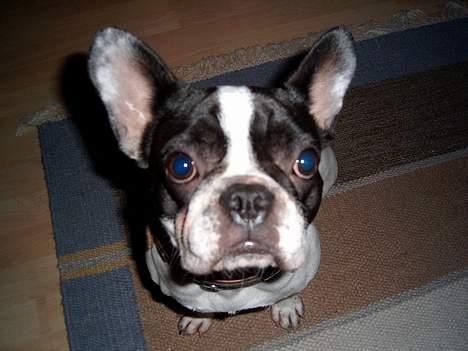 Fransk bulldog Hailie *Død* billede 14