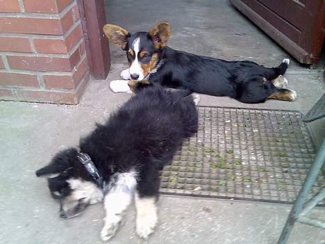 Finsk lapphund Finda Andy, kaldet Axel - Axel og fætter Ian tager lige en middags søvn billede 8
