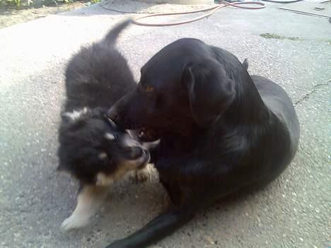 Finsk lapphund Finda Andy, kaldet Axel - Axel og Babe leger billede 9