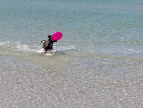 Boxer Dolce billede 5