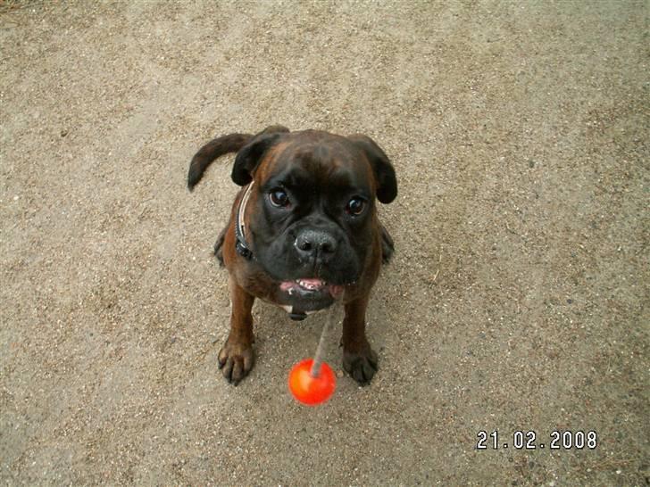 Boxer Dolce billede 6