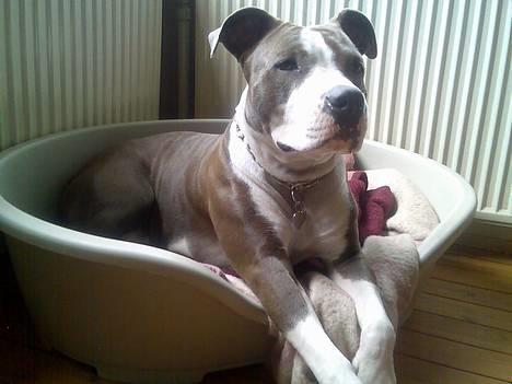 Amerikansk staffordshire terrier Tjily billede 8