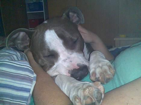 Amerikansk staffordshire terrier Tjily billede 9