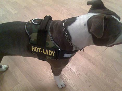 Amerikansk staffordshire terrier Tjily billede 10