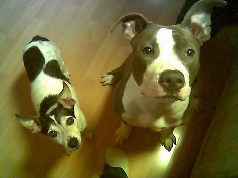 Amerikansk staffordshire terrier Tjily billede 11