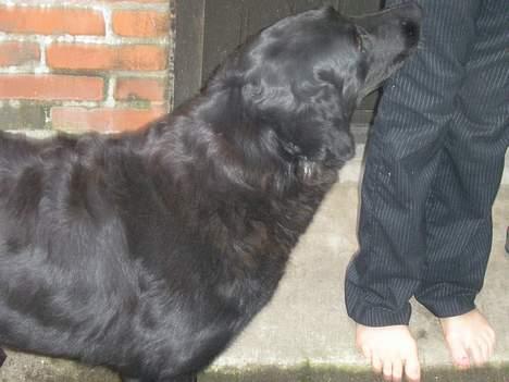 Blanding af racer Esmaralda R.I.P billede 1