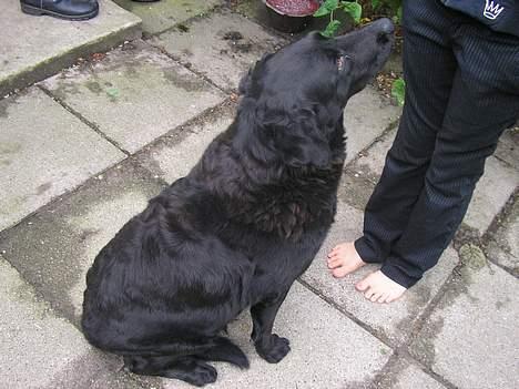 Blanding af racer Esmaralda R.I.P billede 2