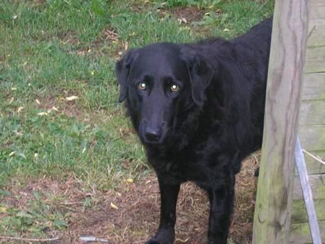 Blanding af racer Esmaralda R.I.P billede 3