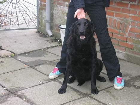 Blanding af racer Esmaralda R.I.P billede 4