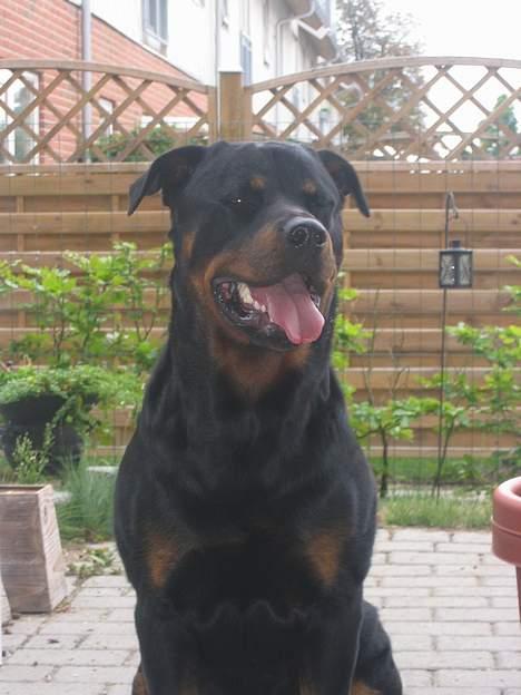 Rottweiler Kaiser RIP  - Så far tag så det billede sidder sku ikke pænt resten af dagen! billede 11