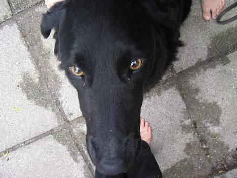 Blanding af racer Esmaralda R.I.P billede 6