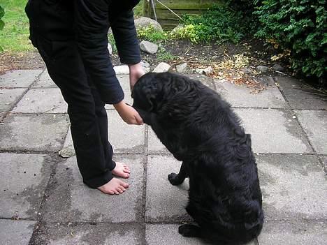 Blanding af racer Esmaralda R.I.P billede 7